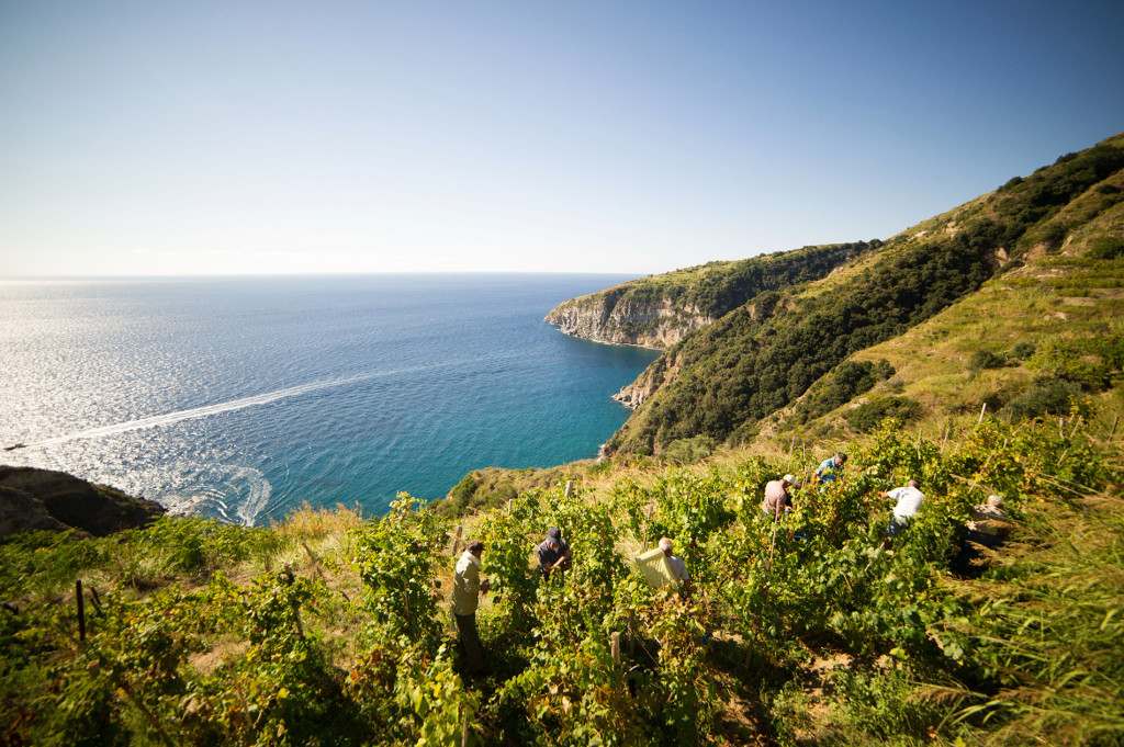 Trekking tra le vigne con degustazione